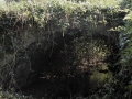 Beltraenea