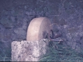 Eguzkitza Bekoa