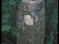 Udana