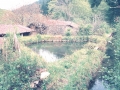 Bekola (Alzolaras Bekoa)
