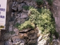 Urigana