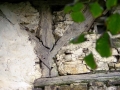 Agerre Bekoa