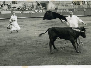 Txofren egindako zekorketa 1955