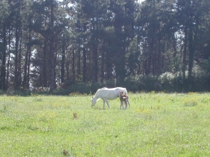 Caballo blanco precioso