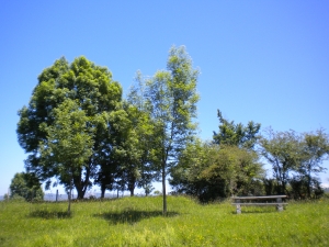 Panorámica de árboles preciosos verdes.