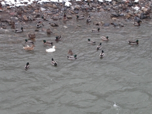 Patos.