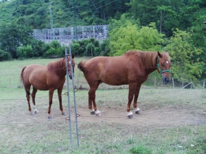 dos preciosos caballos