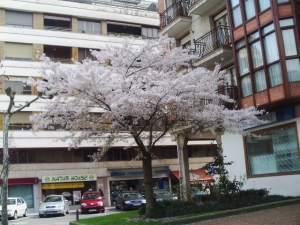 arbolea pergolatan politaskoa