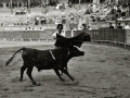 FESTEJOS EN LA PLAZA DE TOLOSA, EN LOS QUE TOREAN POR PRIMERA VEZ ANTONIA Y CECILIA URQUIJO. (Foto 3/19)