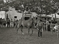 EXHIBICION DE CABALLOS EN LA YEGUADA MILITAR DE LORE-TOKI EN HERNANI. (Foto 1/12)