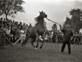 EXHIBICION DE CABALLOS EN LA YEGUADA MILITAR DE LORE-TOKI EN HERNANI. (Foto 8/12)