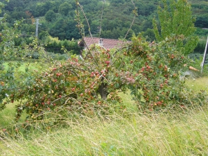 Manzano camino a Guadalupe