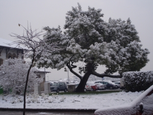 Antiguio arbol en  Itsas Etxea