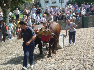 Prueba de bueyes en la Alameda