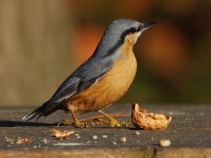 Trepador azul ( Sitta europaea )