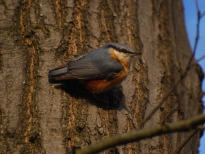 Trepador azul ( Sitta europaea )