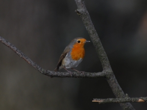 Petirrojo - Erithacus rubecula