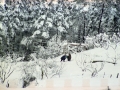 Paisaje nevado