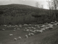 OVEJAS PASTANDO EN LOS MONTES DE DE ERREZIL. (Foto 1/1)