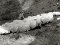 PASTOR CON OVEJAS EN UN MONTE DE LA SIERRA DE URBIA. (Foto 1/1)