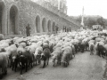 PASTOR CON SU REBAÑO DE OVEJAS POR LA CALLE IZTUETA. (Foto 1/1)