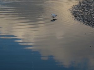 Plaiaundi lertxuntxoa