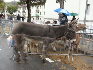 Día de Santa Lucia