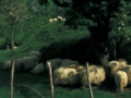 Ardiak.