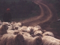 Pastora con ovejas en Arbizu