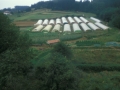 Landa paisaia.