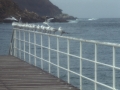 Gaviotas en el club Naútico de Donostia-San Sebastián