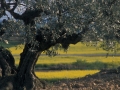 Paisaia olibondoarekin, Nafarroan.