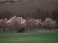 Almendrondoak loretan, Lizarran.