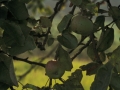 Sagarrondoko sagarren xehetasuna.
