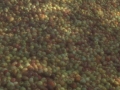 Sagarrak.