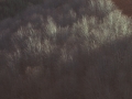 Basoa.