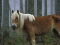 Caballo en Navarra