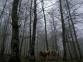 Caballos en el bosque