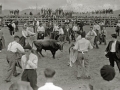 SUELTA DE VAQUILLAS EN UNA PLAZA DE TOROS PORTATIL DE HERNANI. (Foto 6/10)