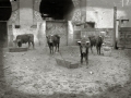 TARDE DE TOROS EN LA PLAZA DE "EL TXOFRE". (Foto 28/58)