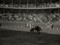 TARDE DE TOROS EN LA PLAZA DE TOROS DE TOLOSA. (Foto 1/15)