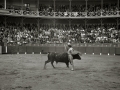 TARDE DE TOROS EN LA PLAZA DE TOROS DE TOLOSA. (Foto 8/15)