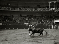 TARDE DE TOROS EN LA PLAZA DE TOROS DE TOLOSA. (Foto 14/15)