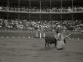 TARDE DE TOROS EN LA PLAZA DE TOROS DE TOLOSA. (Foto 15/15)