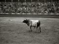 TARDE DE TOROS Y REJONEO EN LA PLAZA DE "EL TXOFRE". (Foto 13/22)