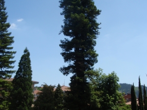 Sequoya gigante del parque Monterrón