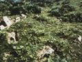 Arleorko harrespila