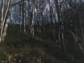 Basoa