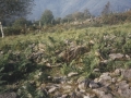 Sagastietako Lepua II