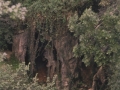 Marizulo